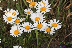 Leucanthemum vulgare (10)